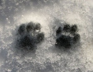 dog-snow-cat-winter_sum